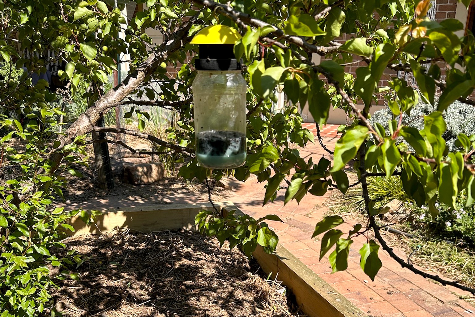 Environmentally Friendly Disposal of EnviroSafe Fly Trap Contents: Tackling Odours