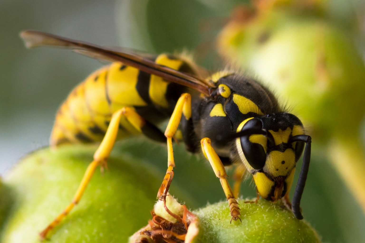 Understanding the Lifecycle of the European Wasp: A Guide to Effective Pest Control