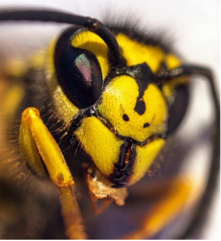 What are European Wasps?