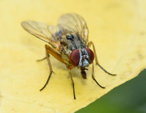 about-the-house-fly-envirosafe