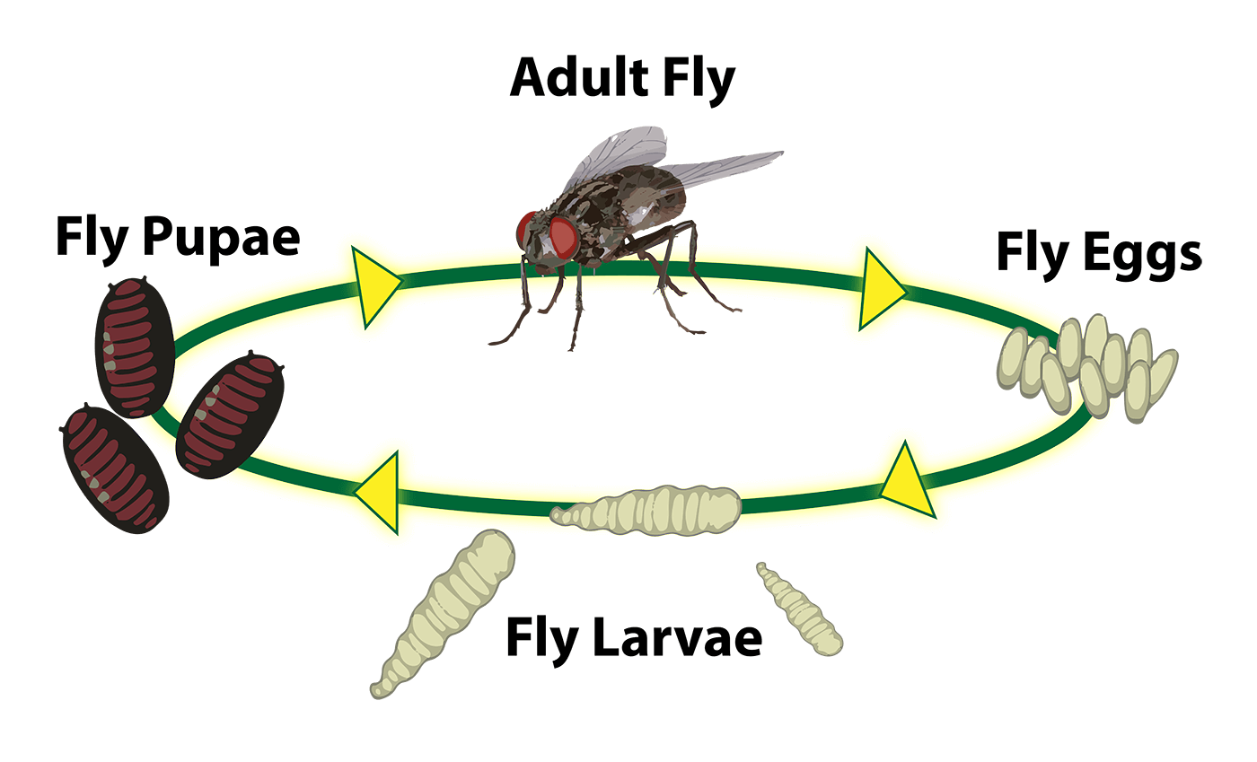 Fly Lifecycle