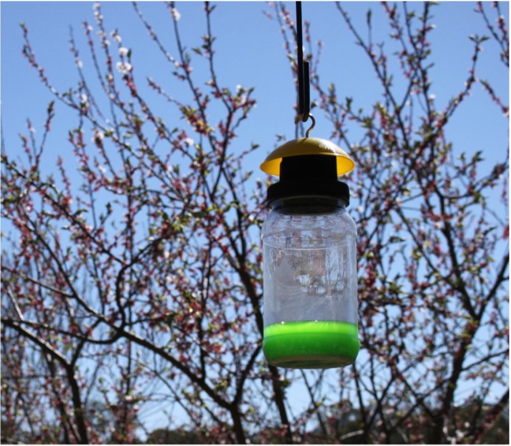 EnviroSafe Fly Trap hanging with spring blossoms in the background (Decorative)