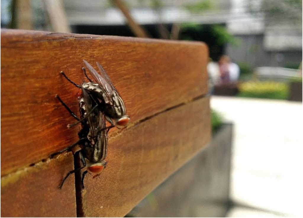 Mating flies on outdoor furniture (Decorative)